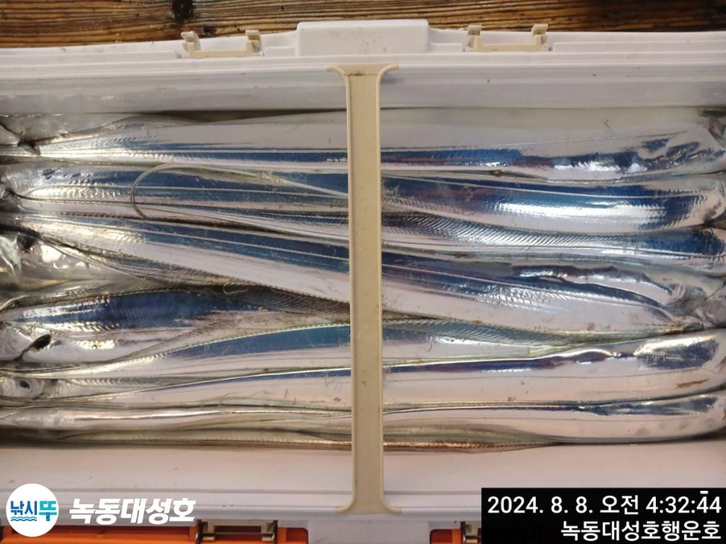 낚시뚜,갈치,녹동항,녹동대성호,낚시뚜36