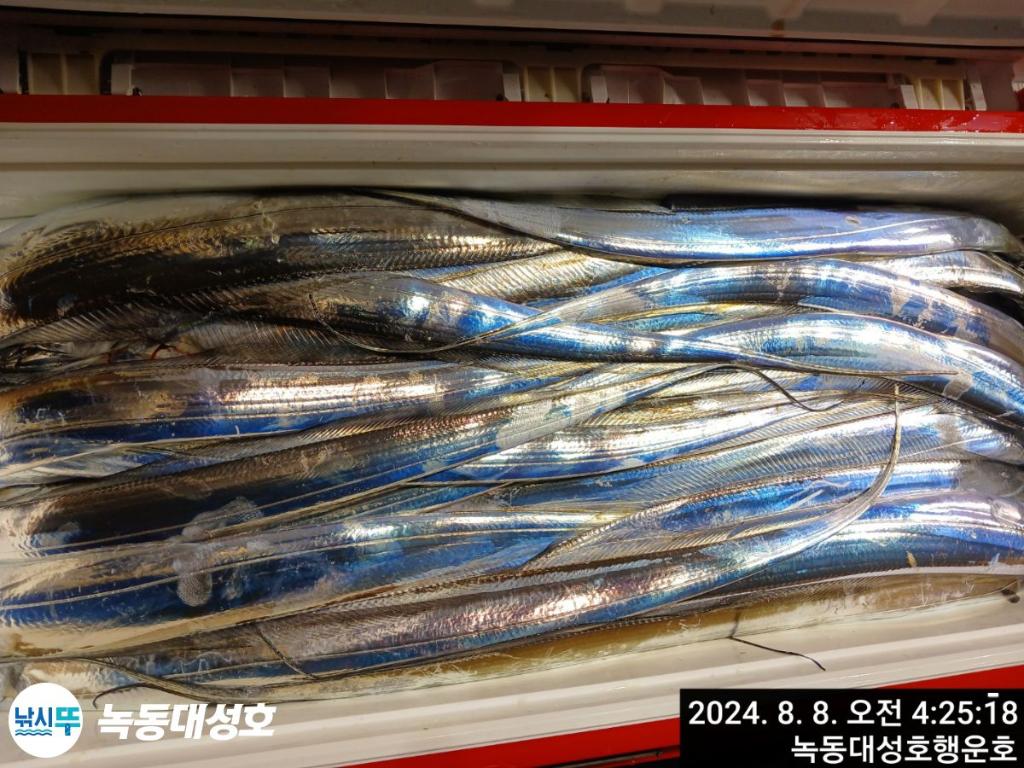 낚시뚜,갈치,녹동항,녹동대성호,낚시뚜35