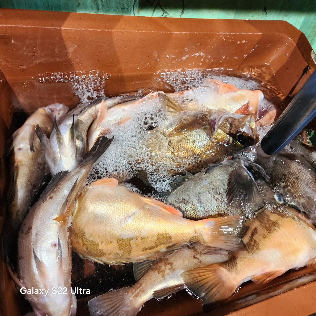 F2472035QP.jpg