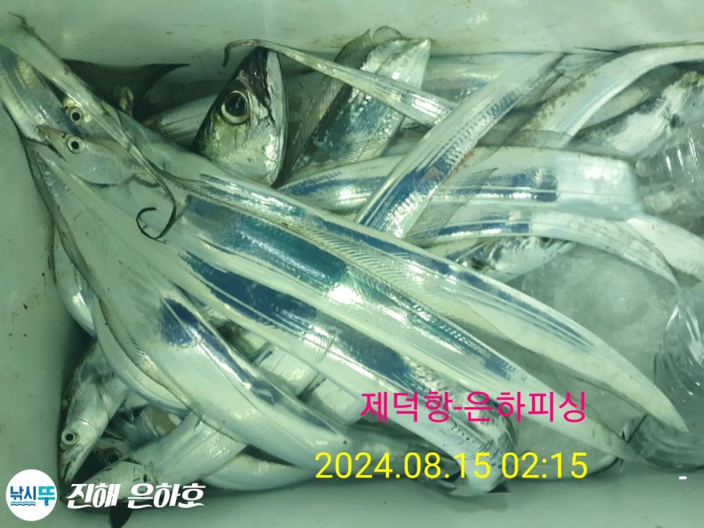 낚시뚜,갈치,진해 괴정방파제,진해은하피싱,낚시뚜4