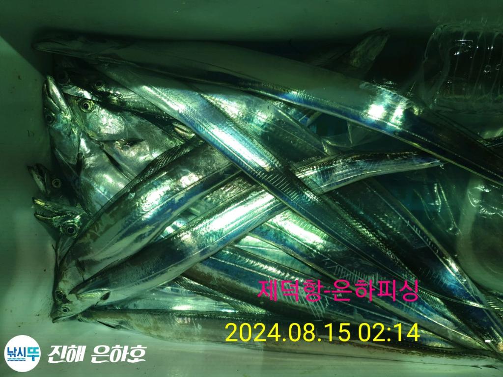 낚시뚜,갈치,진해 괴정방파제,진해은하피싱,낚시뚜3