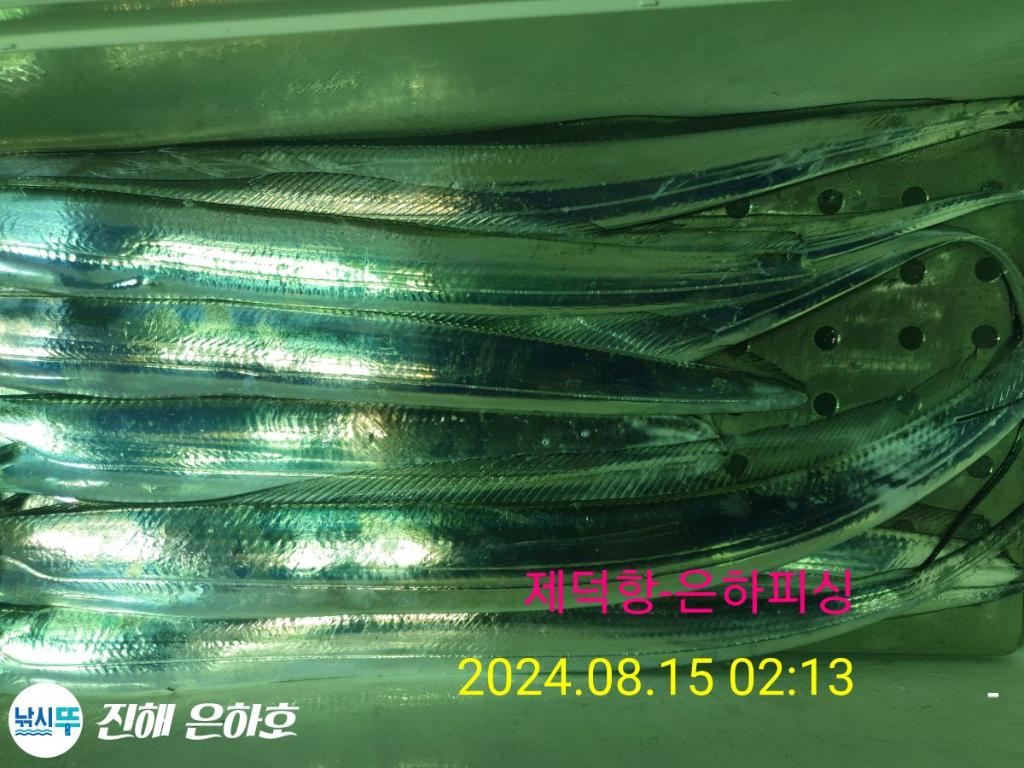 낚시뚜,갈치,진해 괴정방파제,진해은하피싱,낚시뚜2