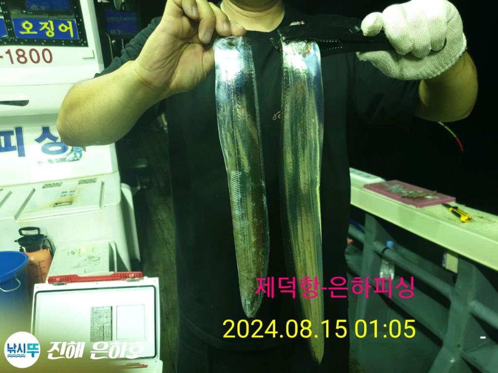 낚시뚜,갈치,진해 괴정방파제,진해은하피싱,낚시뚜1