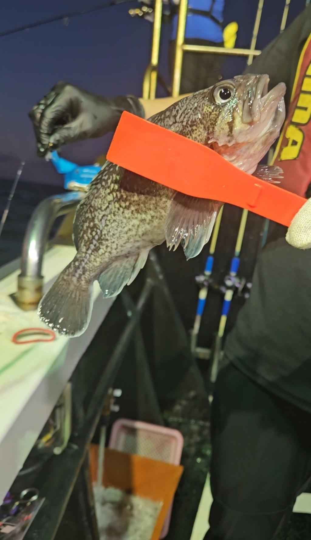 F2475101RX.jpg