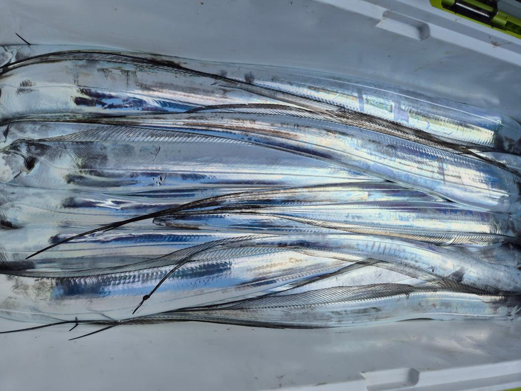 F24780497D.jpg
