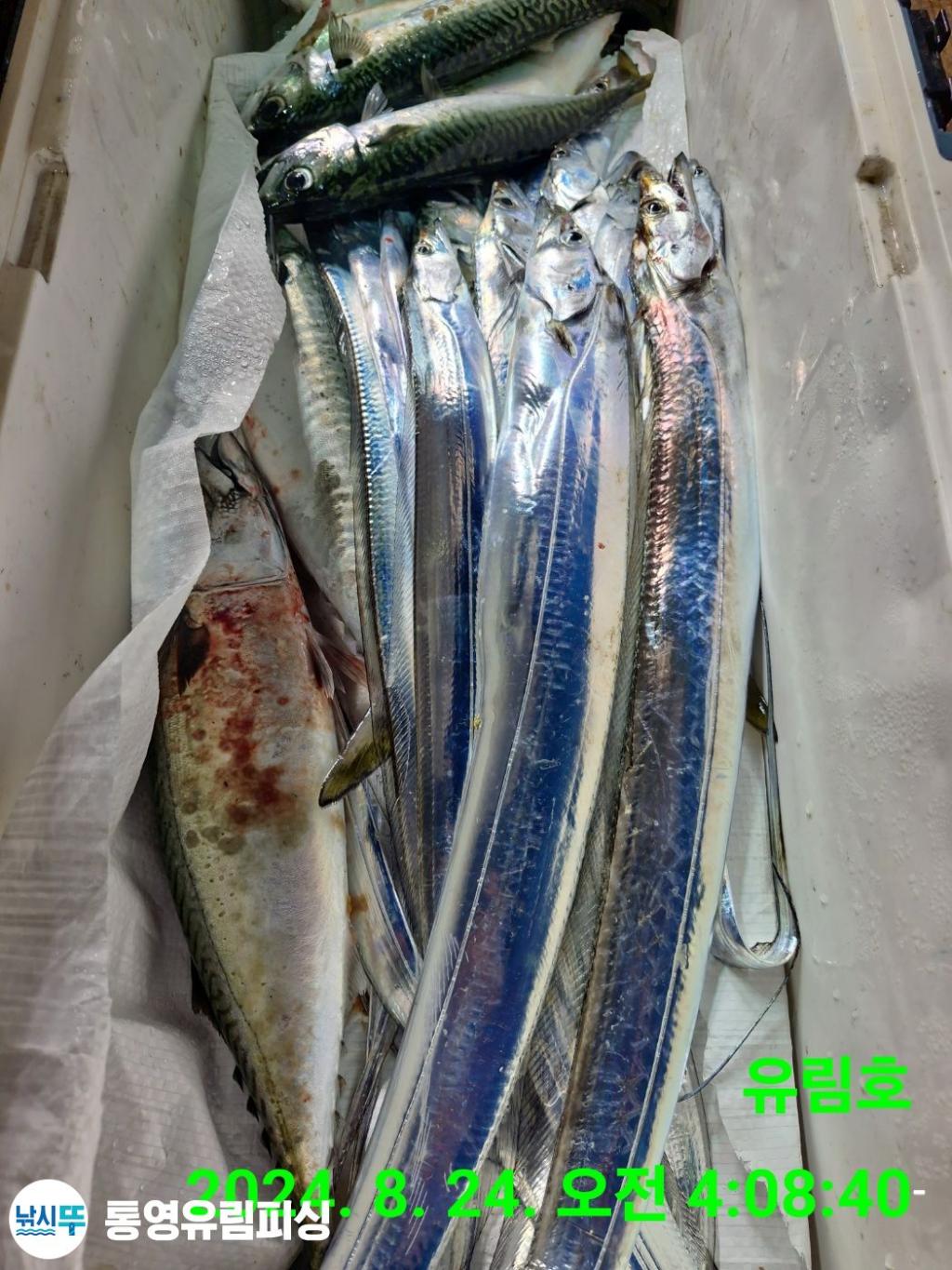 F2481030W2.jpg