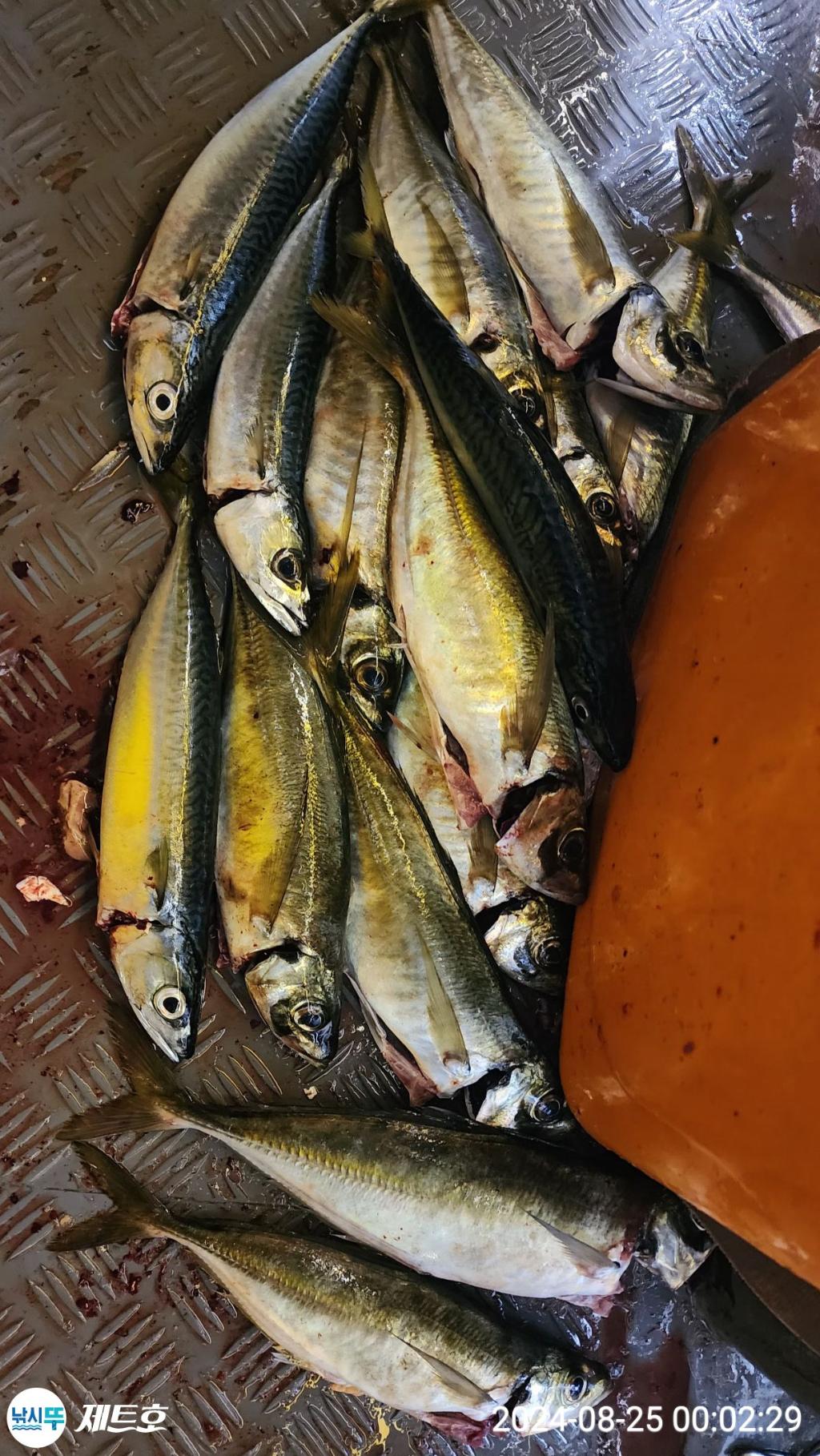 F2482974V7.jpg
