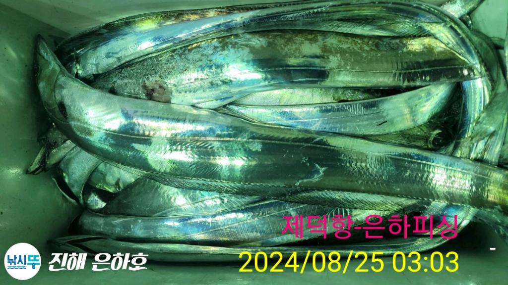 낚시뚜,,진해 괴정방파제,진해은하피싱,낚시뚜19