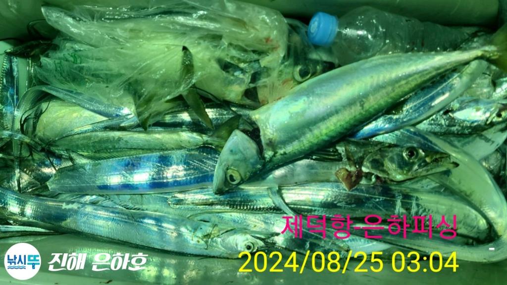 낚시뚜,,진해 괴정방파제,진해은하피싱,낚시뚜18