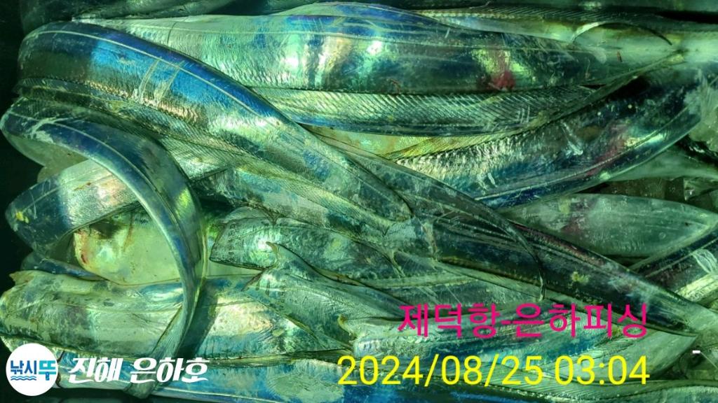 낚시뚜,,진해 괴정방파제,진해은하피싱,낚시뚜16
