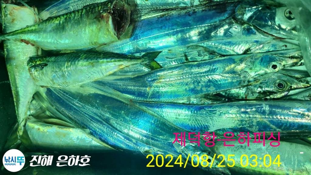 낚시뚜,,진해 괴정방파제,진해은하피싱,낚시뚜15