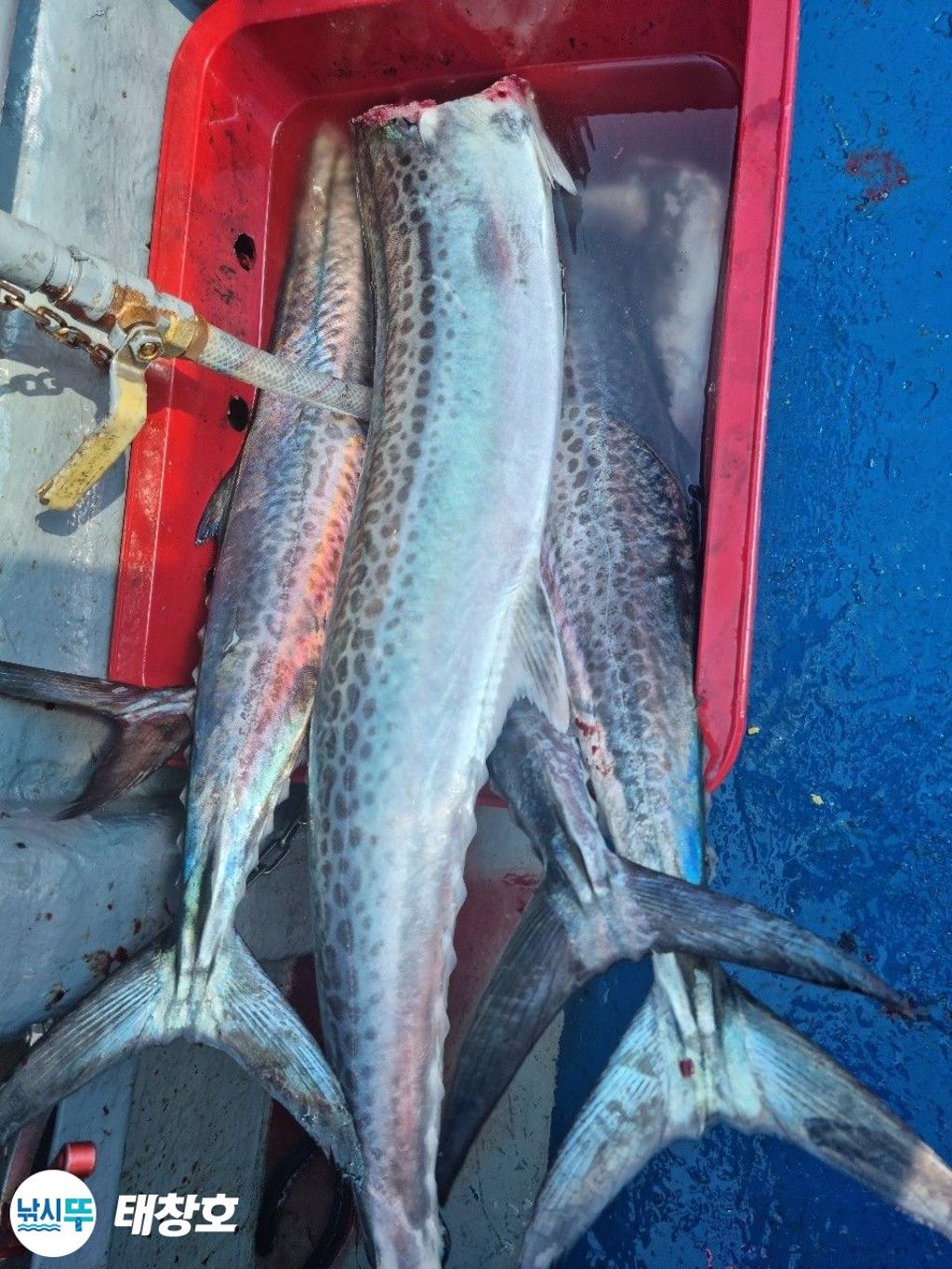 F2486342MP.jpg