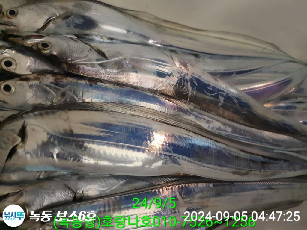 낚시뚜,갈치,녹동항,호랑나비호,낚시뚜14