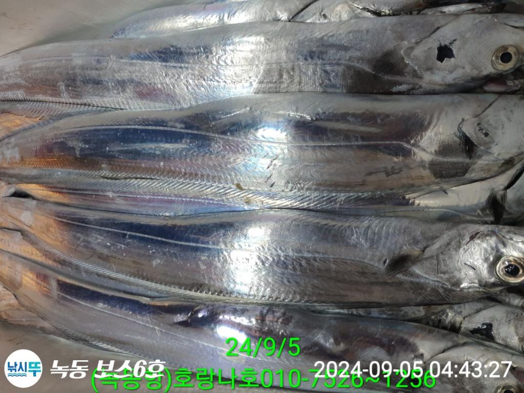 낚시뚜,갈치,녹동항,호랑나비호,낚시뚜11