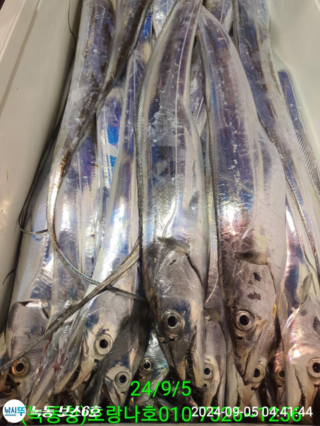 낚시뚜,갈치,녹동항,호랑나비호,낚시뚜10