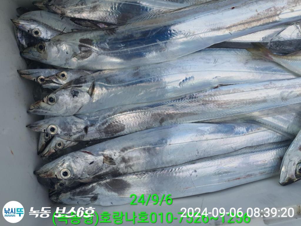 낚시뚜,갈치,녹동항,호랑나비호,낚시뚜2