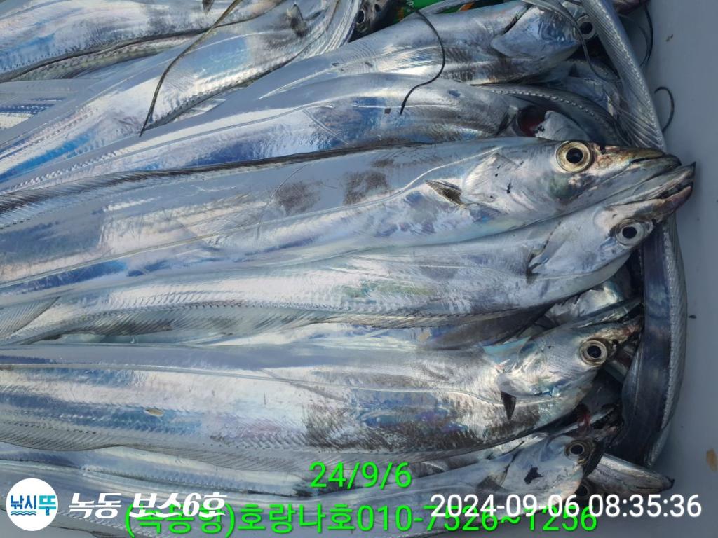 낚시뚜,갈치,녹동항,호랑나비호,낚시뚜0