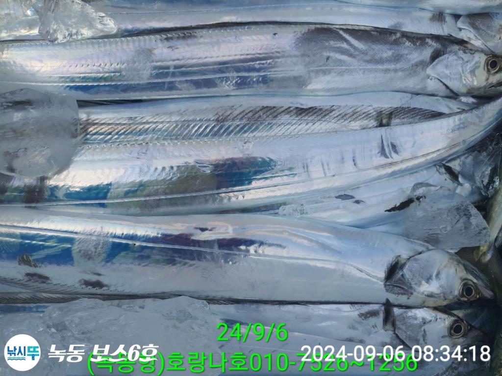 낚시뚜,갈치,녹동항,호랑나비호,낚시뚜1