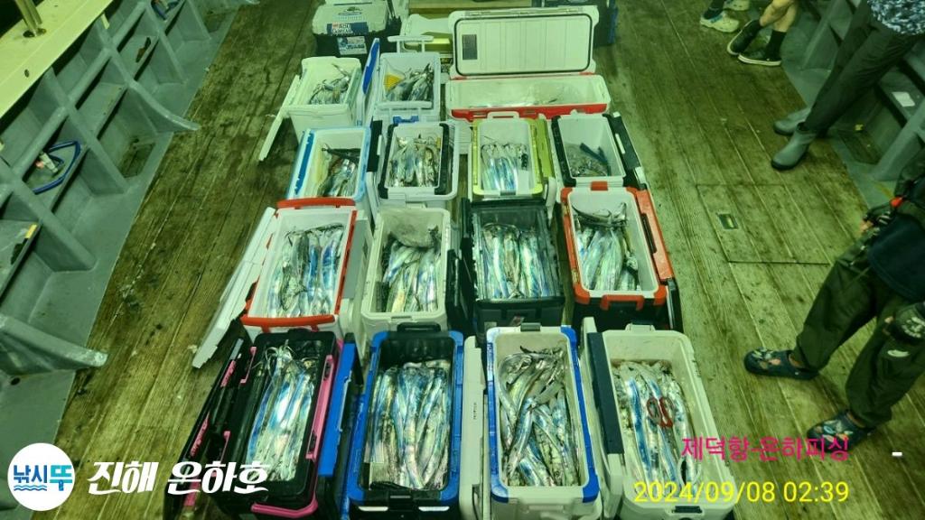 낚시뚜,갈치,진해 괴정방파제,진해은하피싱,낚시뚜23