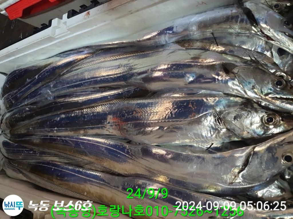 낚시뚜,갈치,녹동항,호랑나비호,낚시뚜22