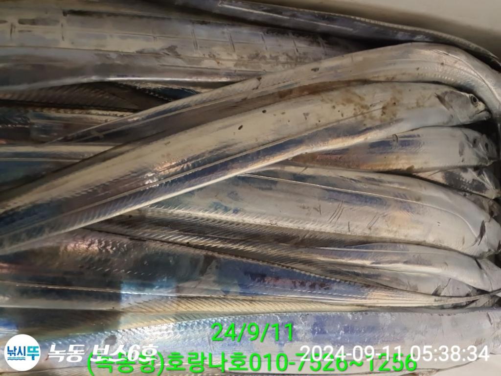 낚시뚜,갈치,녹동항,호랑나비호,낚시뚜4