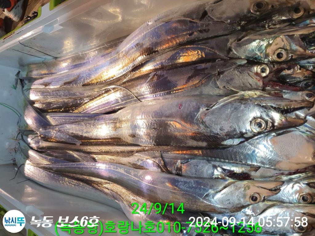 낚시뚜,갈치,녹동항,호랑나비호,낚시뚜1
