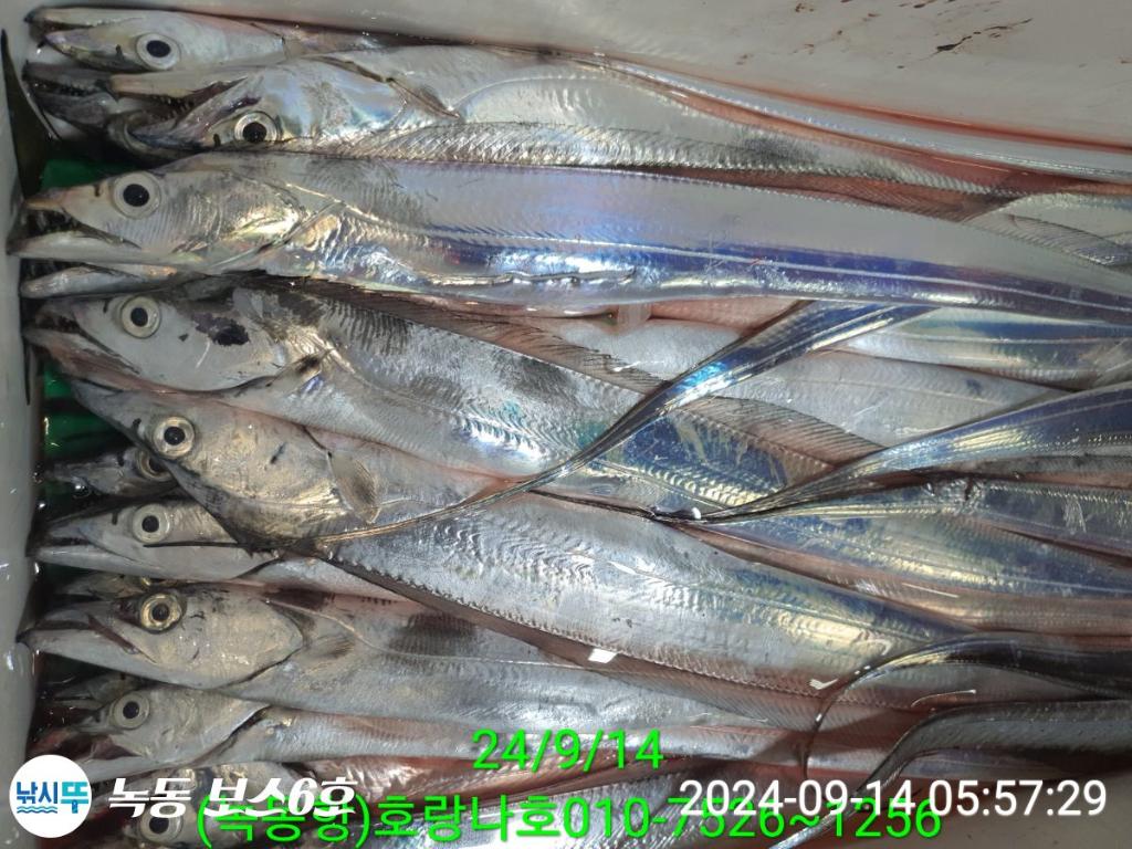 낚시뚜,갈치,녹동항,호랑나비호,낚시뚜10