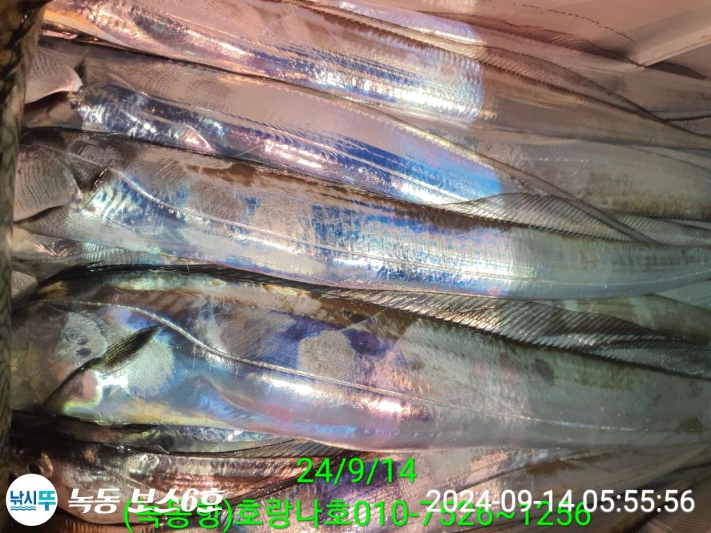 낚시뚜,갈치,녹동항,호랑나비호,낚시뚜7