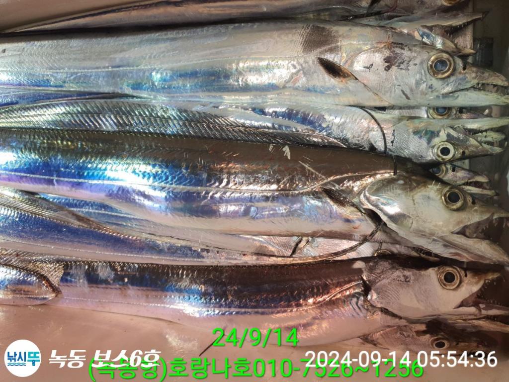 낚시뚜,갈치,녹동항,호랑나비호,낚시뚜2