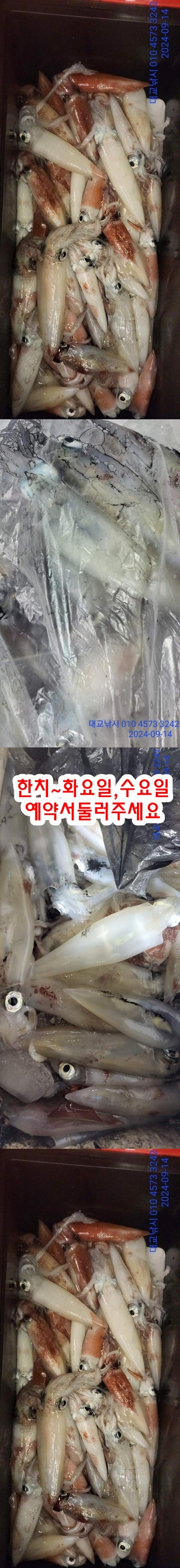 갈치, 삼포대교낚시, 낚시뚜