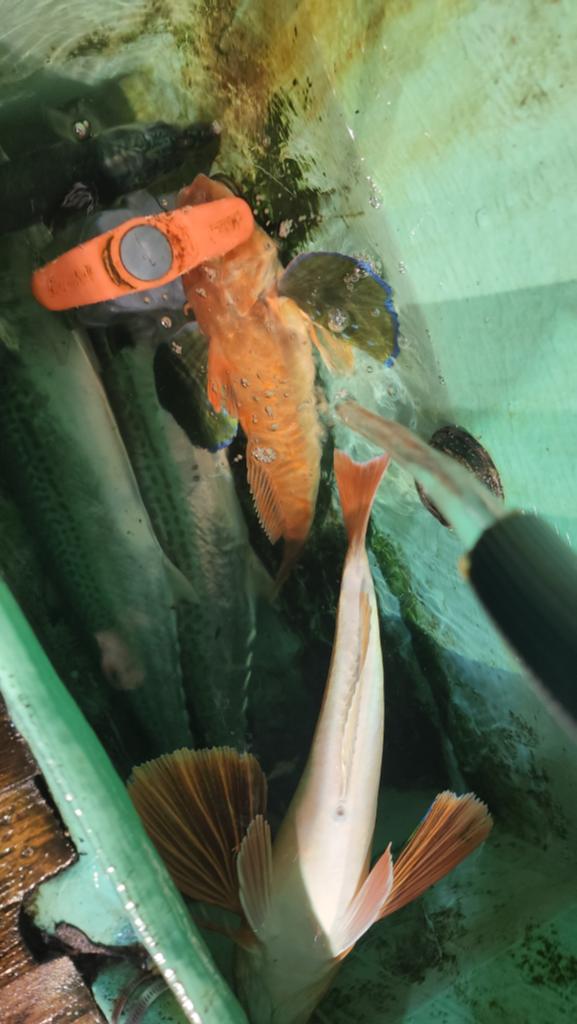 F2506068GM.jpg