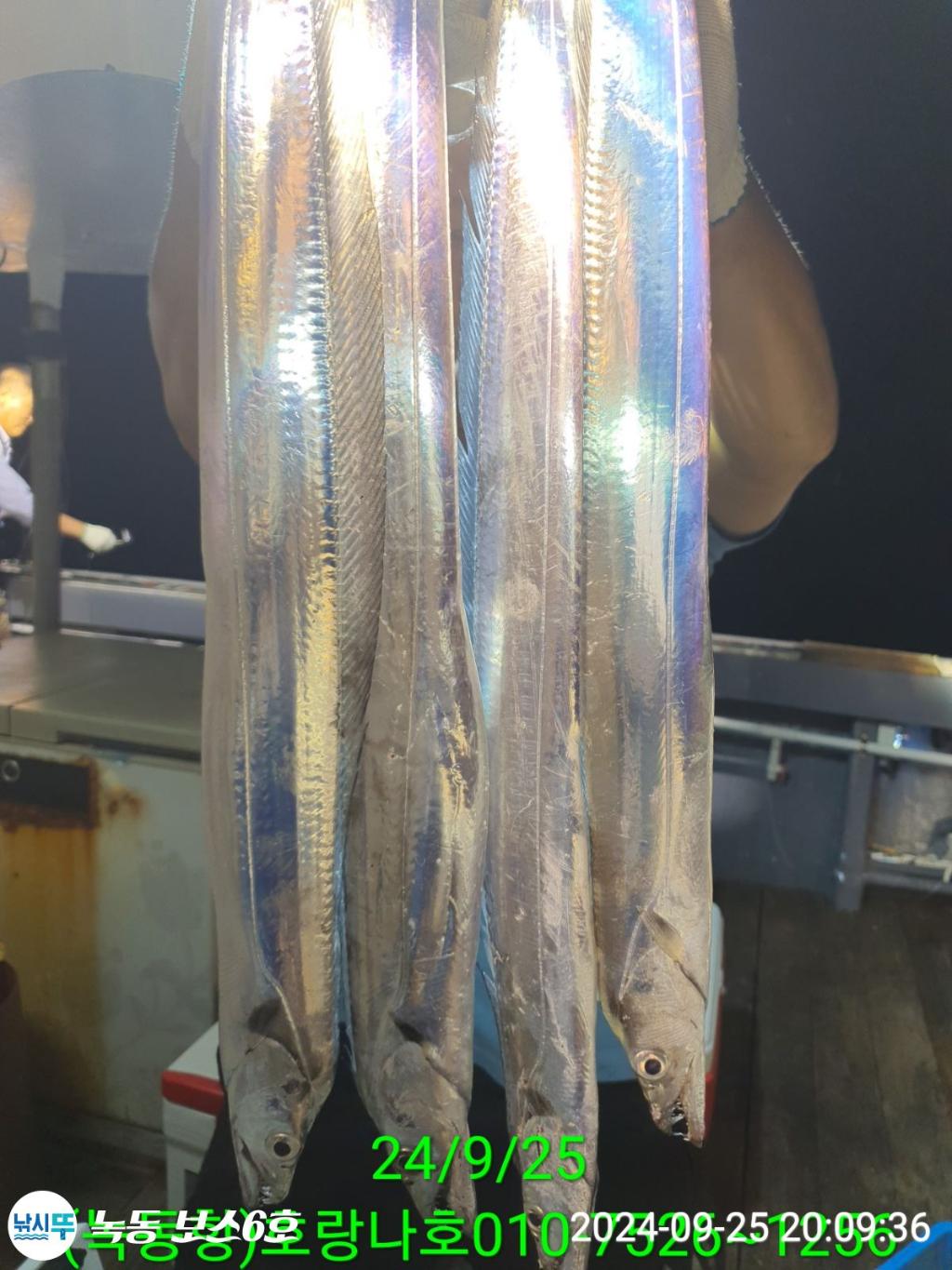 낚시뚜,갈치,녹동항,호랑나비호,낚시뚜3
