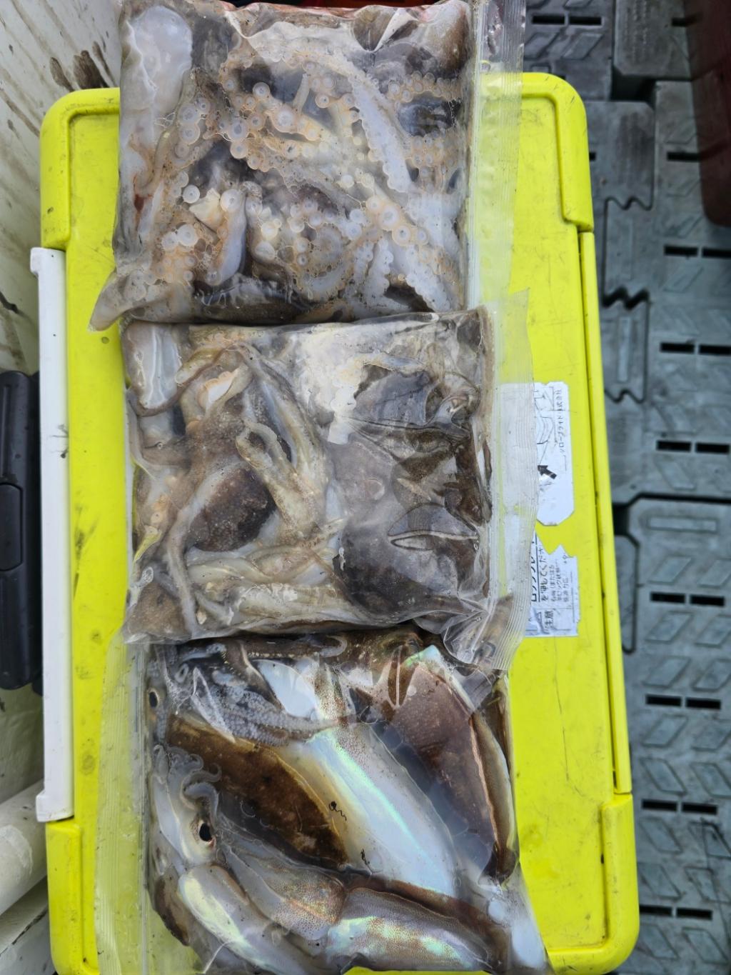 낚시뚜,쭈꾸미,오천항,오천항 푸르러호,낚시뚜10