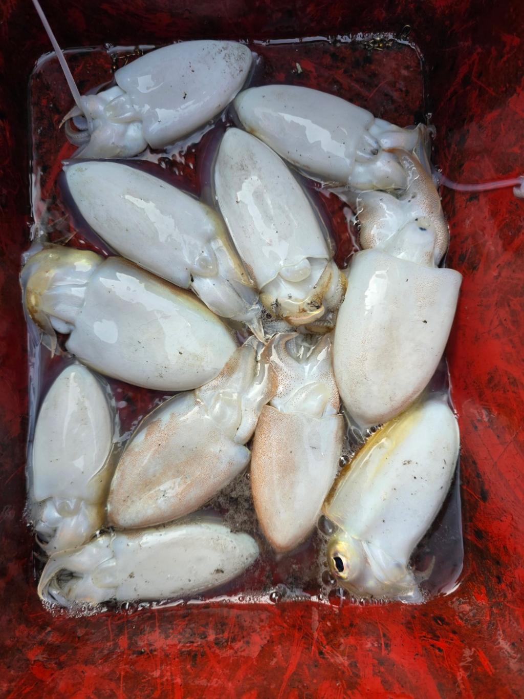 낚시뚜,쭈꾸미,오천항,오천항 푸르러호,낚시뚜11