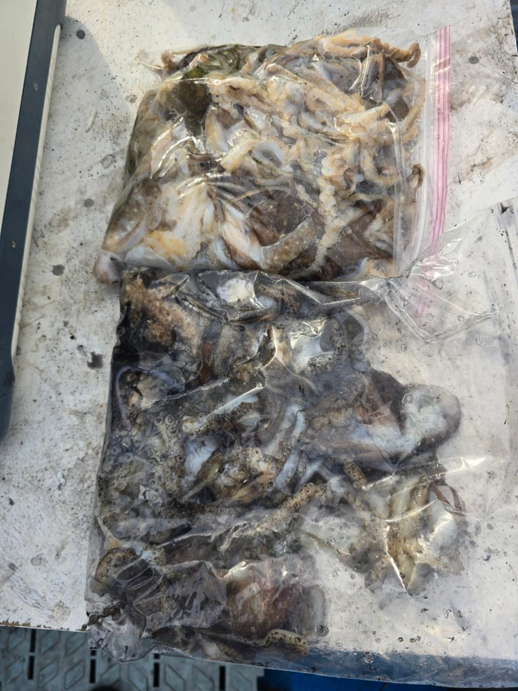 낚시뚜,쭈꾸미,오천항,오천항 푸르러호,낚시뚜19