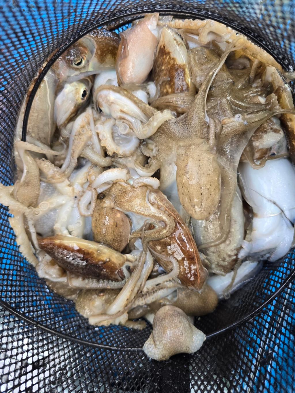 낚시뚜,쭈꾸미,오천항,오천항 푸르러호,낚시뚜27