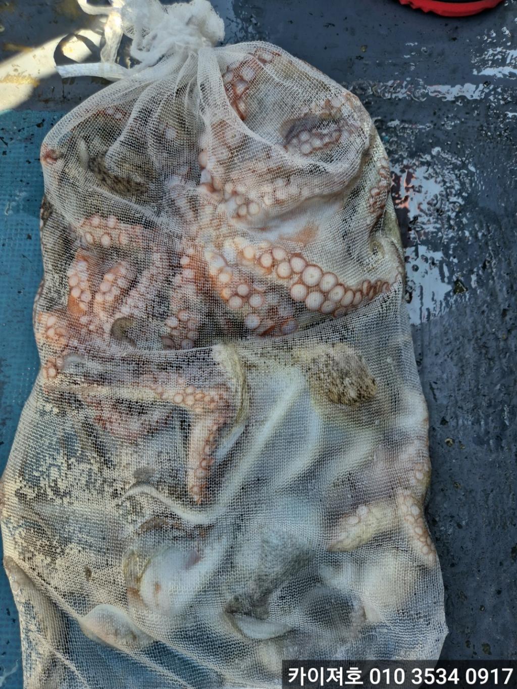 F2531349QT.jpg
