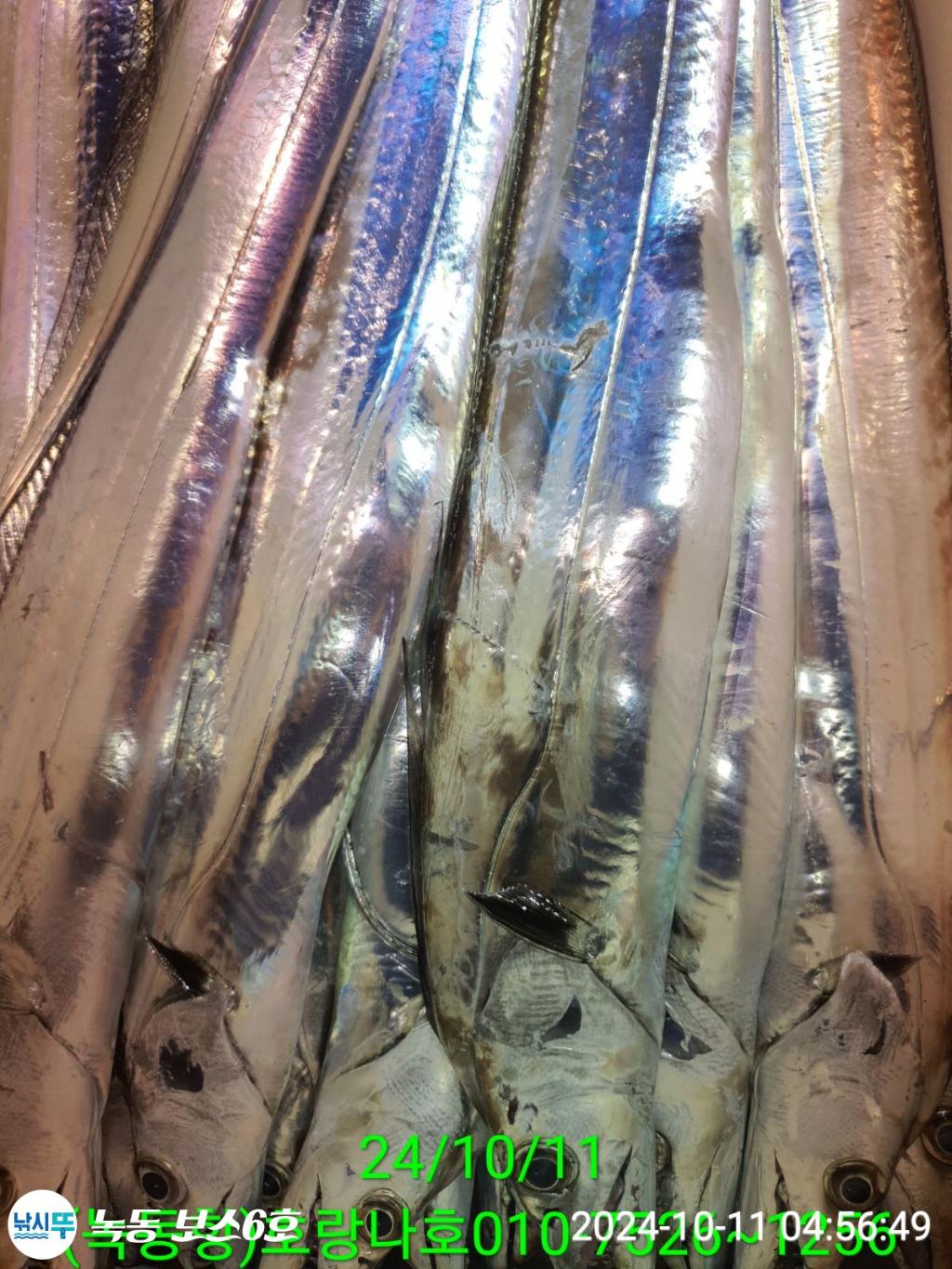 낚시뚜,갈치,녹동항,호랑나비호,낚시뚜21