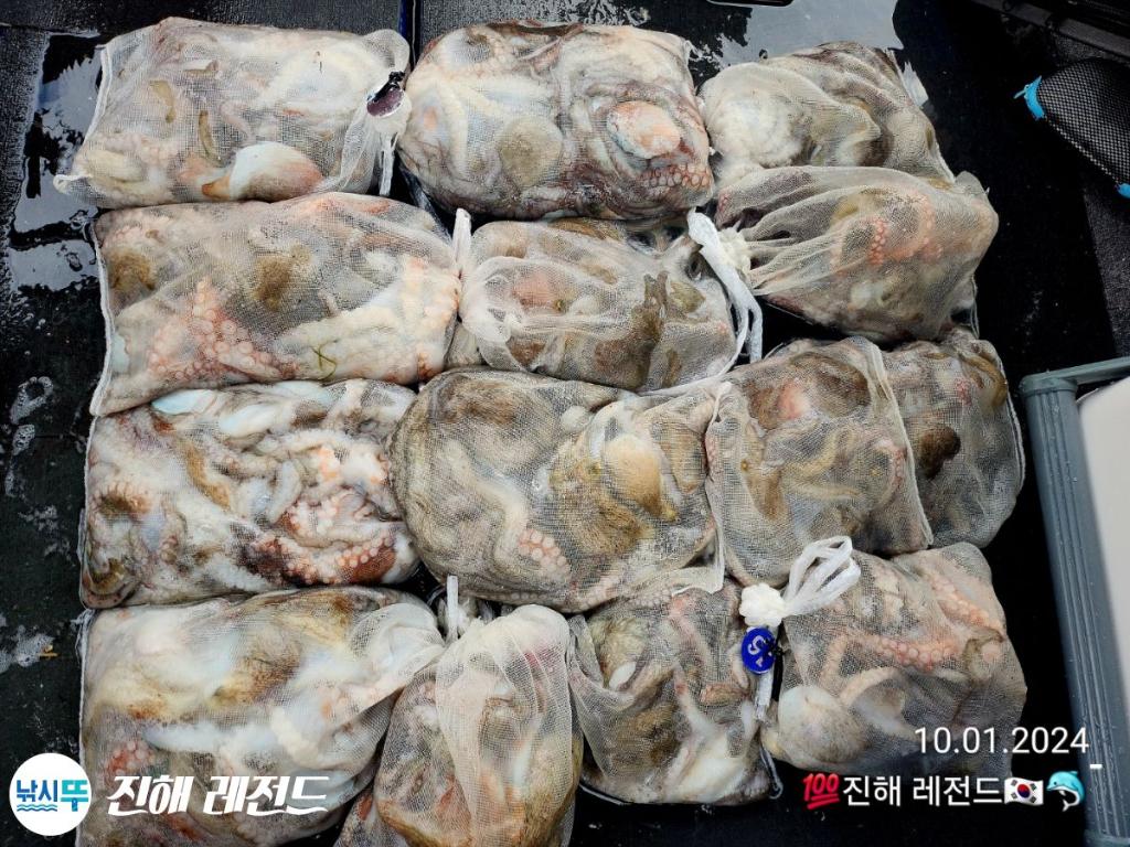 낚시뚜,문어,진해명동항,진해 레전드,낚시뚜16
