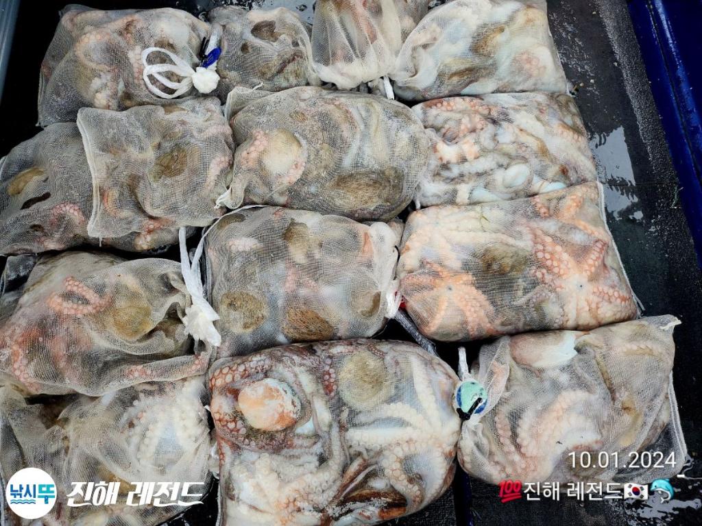 낚시뚜,문어,진해명동항,진해 레전드,낚시뚜15
