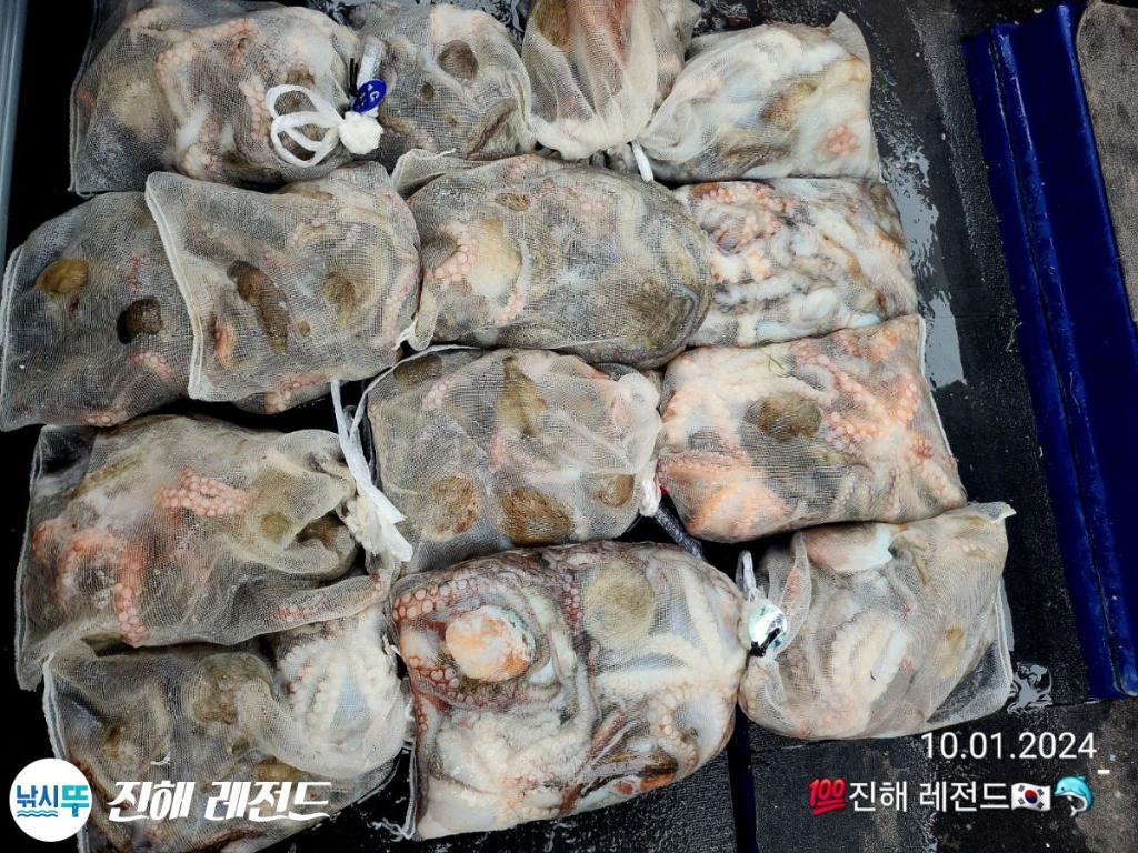 낚시뚜,문어,진해명동항,진해 레전드,낚시뚜14