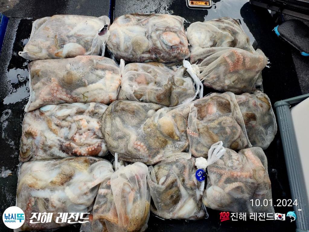 낚시뚜,문어,진해명동항,진해 레전드,낚시뚜13