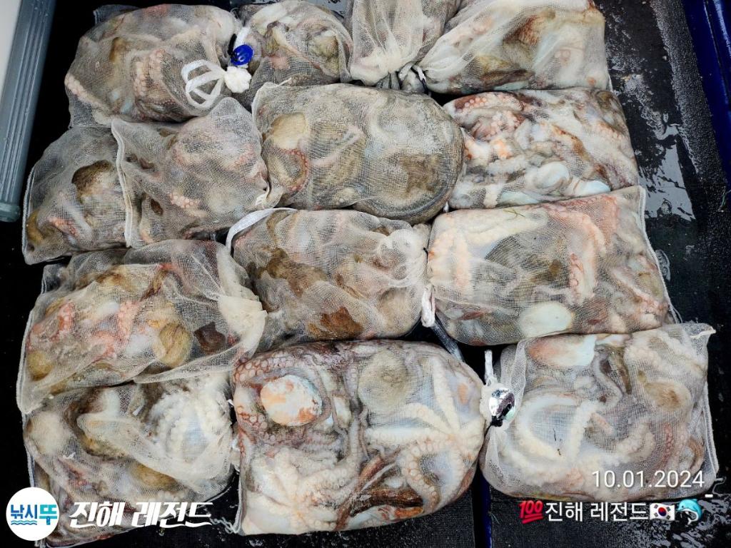 낚시뚜,문어,진해명동항,진해 레전드,낚시뚜12