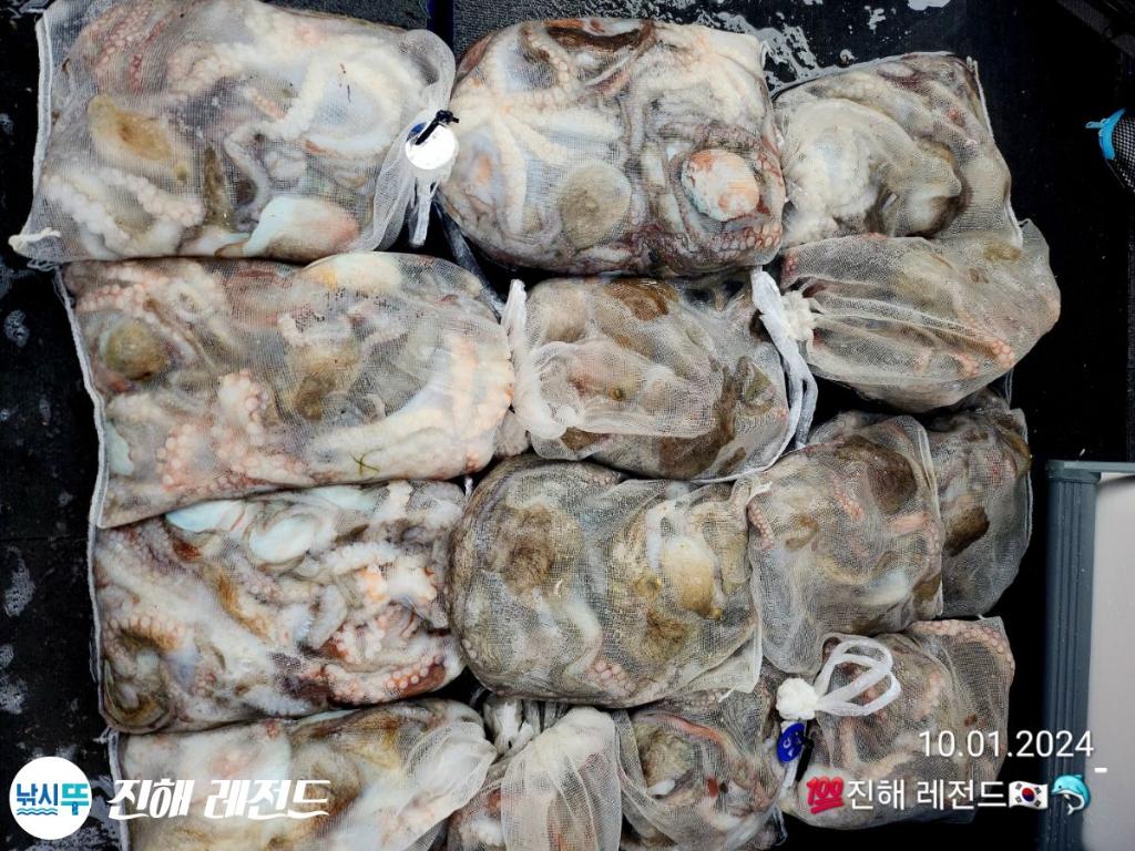 낚시뚜,문어,진해명동항,진해 레전드,낚시뚜8