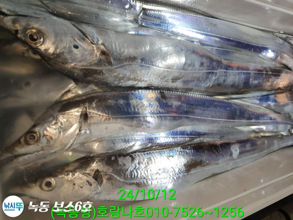 낚시뚜,갈치,녹동항,호랑나비호,낚시뚜21