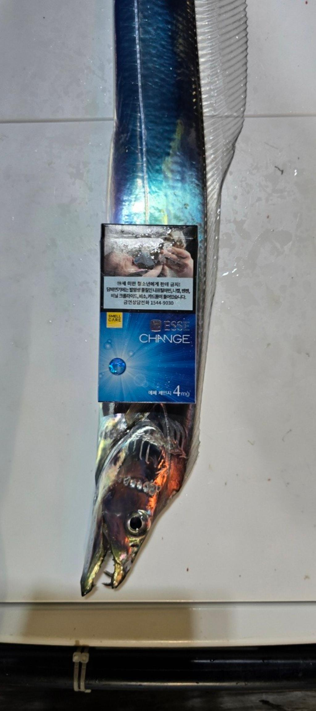 갈치, 삼포대교낚시, 낚시뚜