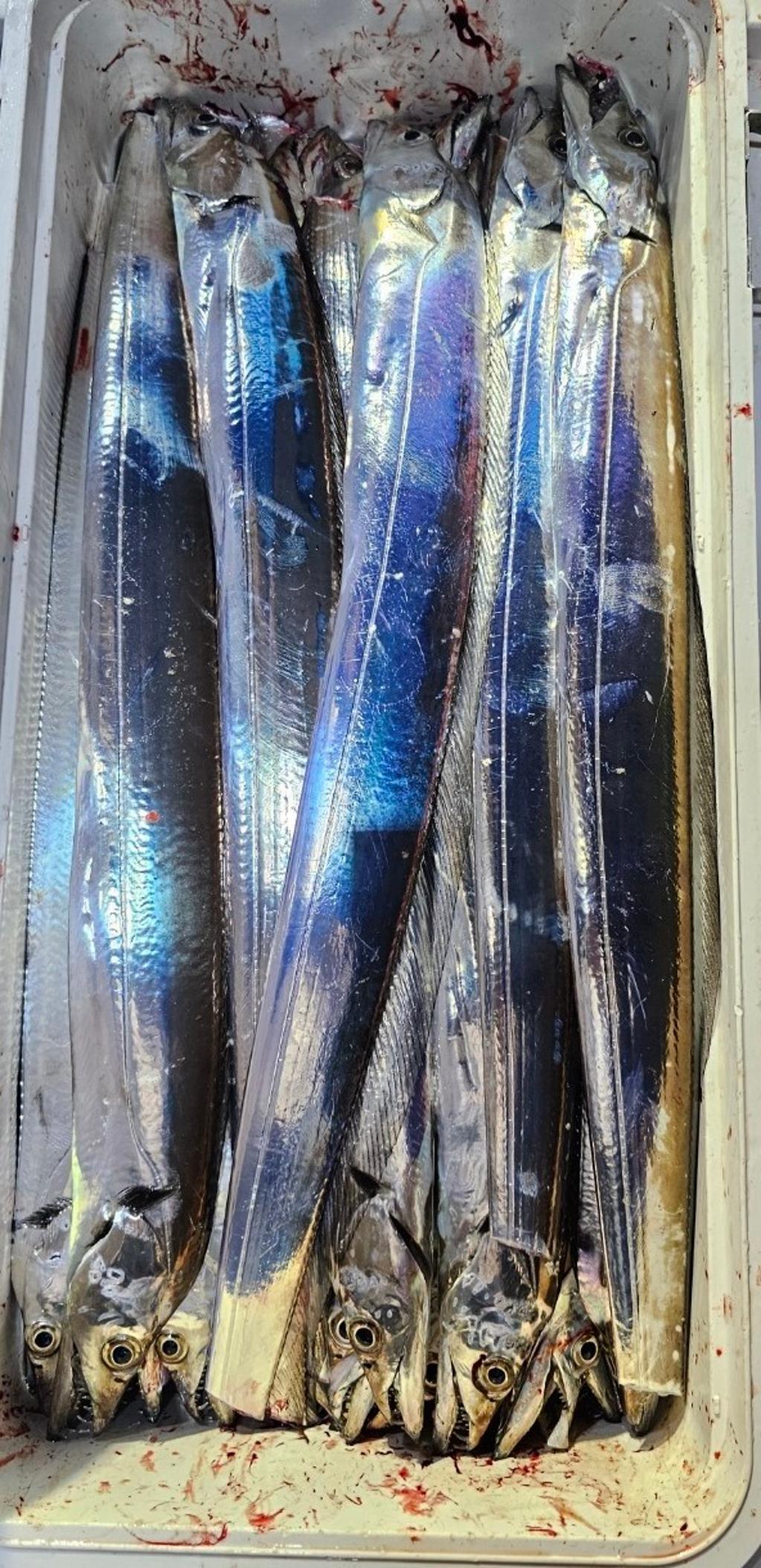 갈치, 삼포대교낚시, 낚시뚜