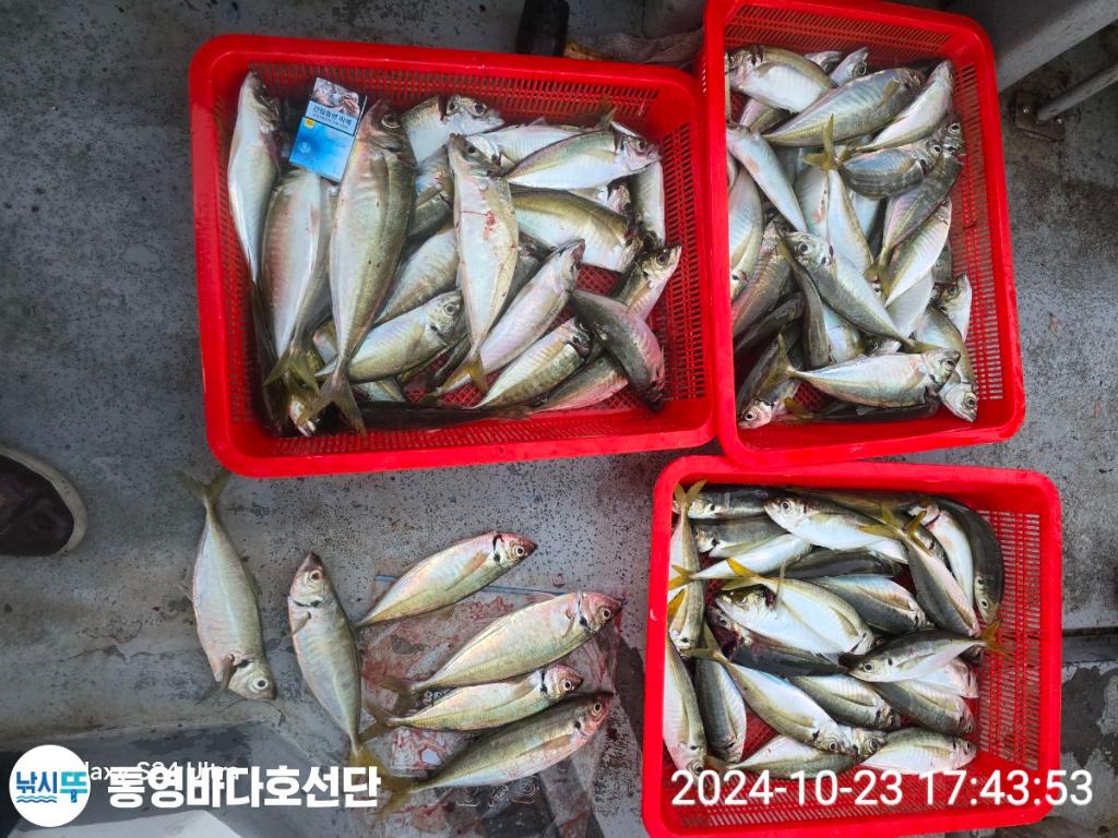 전갱이, 통영바다호, 낚시뚜