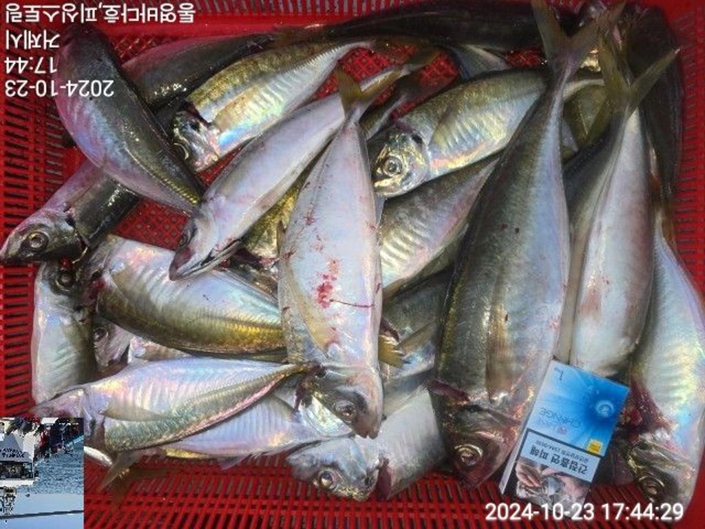 전갱이, 통영바다호, 낚시뚜