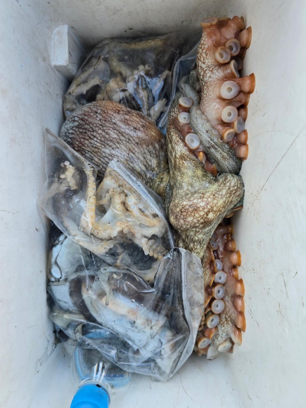 낚시뚜,쭈꾸미,오천항,오천항 푸르러호,낚시뚜3
